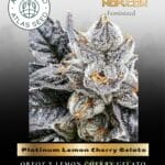Platinum Lemon Cherry Gelato (Feminized) - Atlas Seed