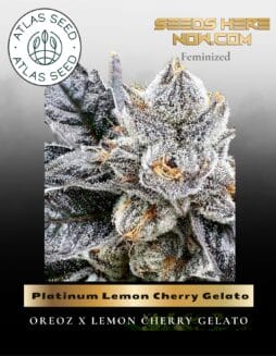 Platinum Lemon Cherry Gelato Feminized Seeds (space) Atlas Seed