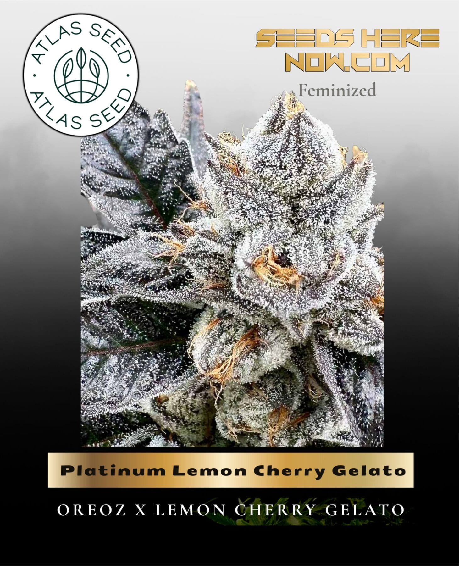 Platinum Lemon Cherry Gelato Feminized Seeds - Atlas Seed