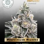 Platinum Runtz (Feminized) - Atlas Seed