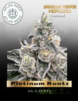 Platinum Runtz Feminized Seeds (space) Atlas Seed