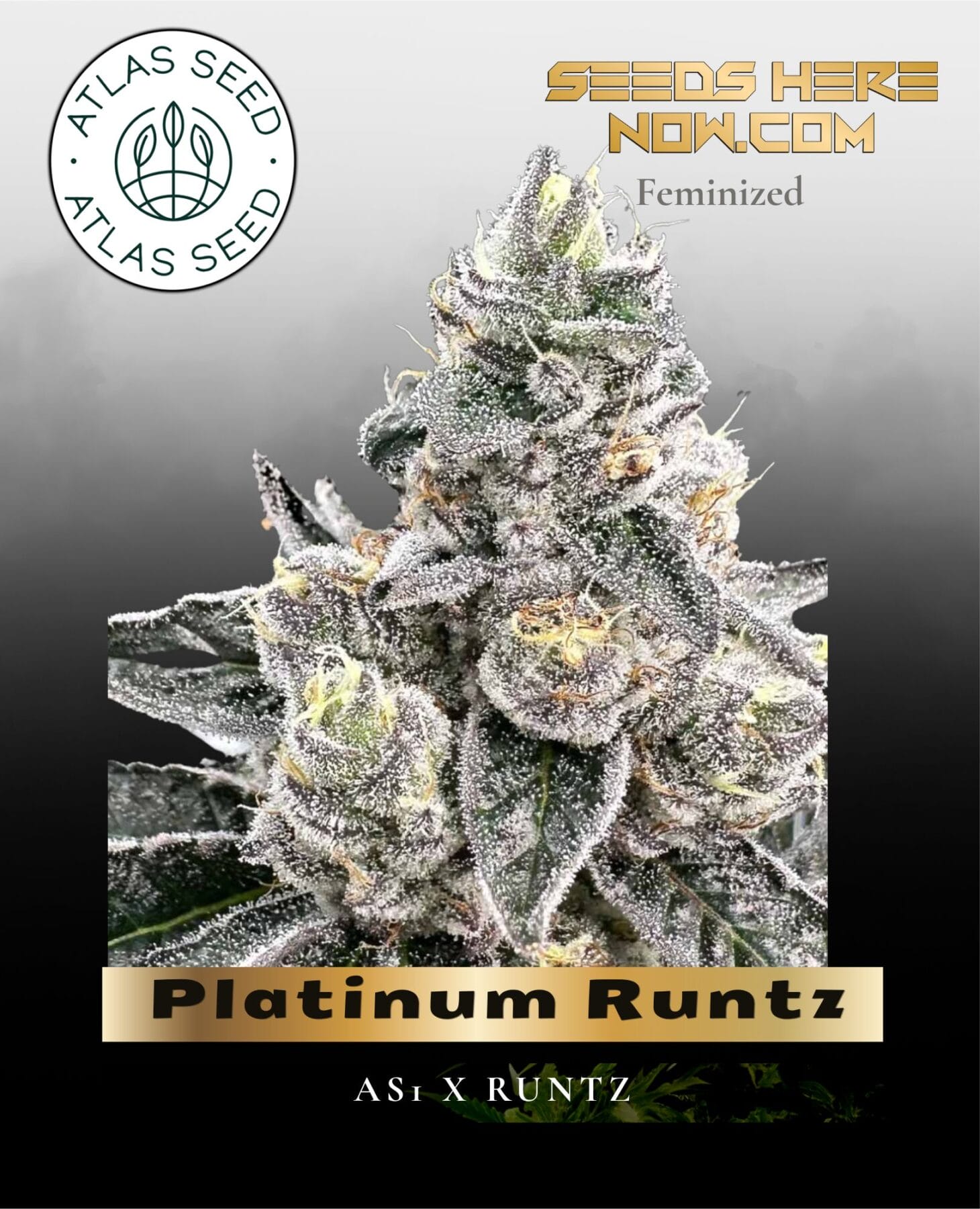 Platinum Runtz Feminized Seeds - Atlas Seed