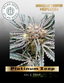 Platinum Zoap Feminized Seeds (space) Atlas Seed
