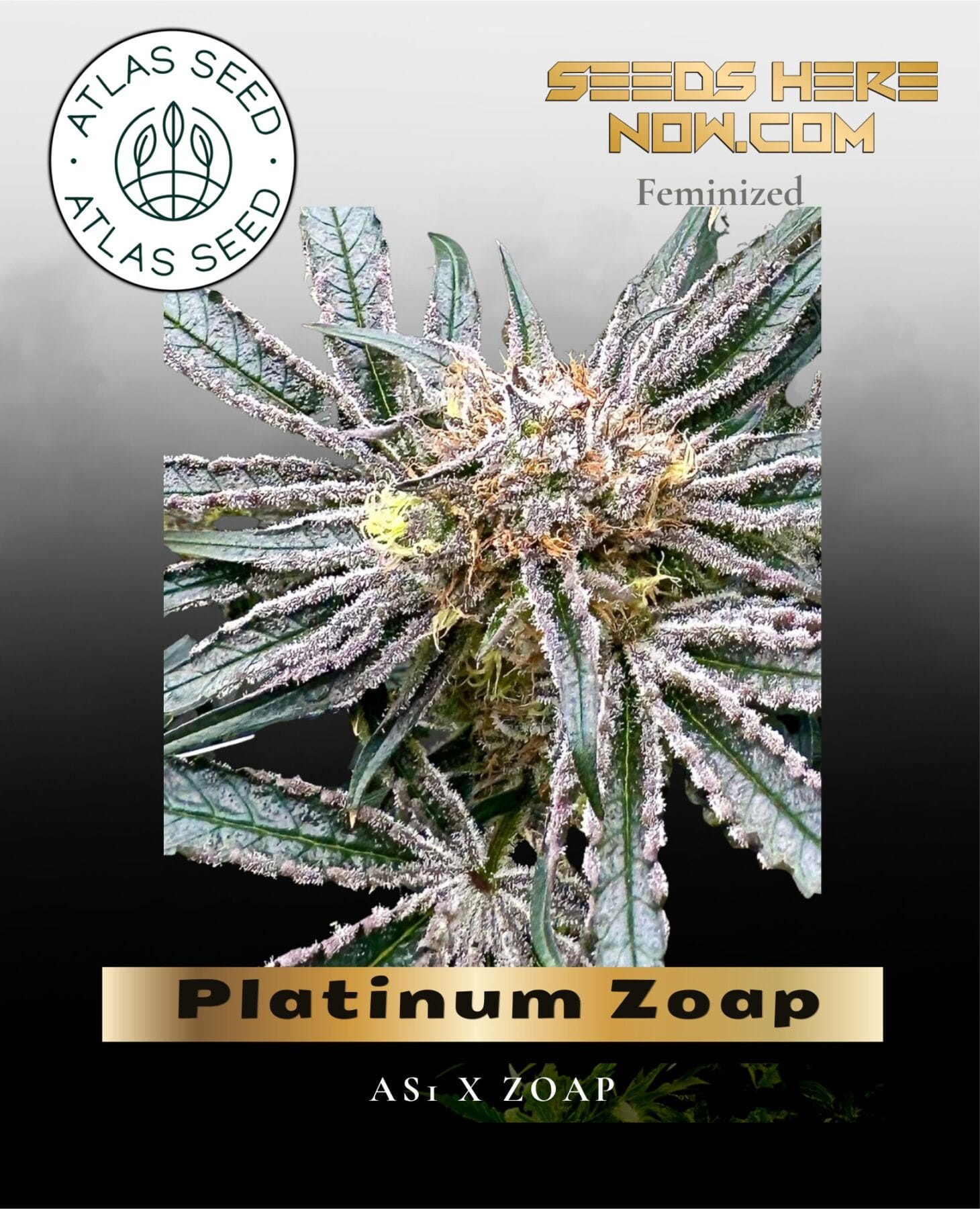 Platinum Zoap Feminized Seeds - Atlas Seed