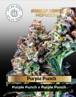 Purple Punch Feminized Seeds (space) Atlas Seed