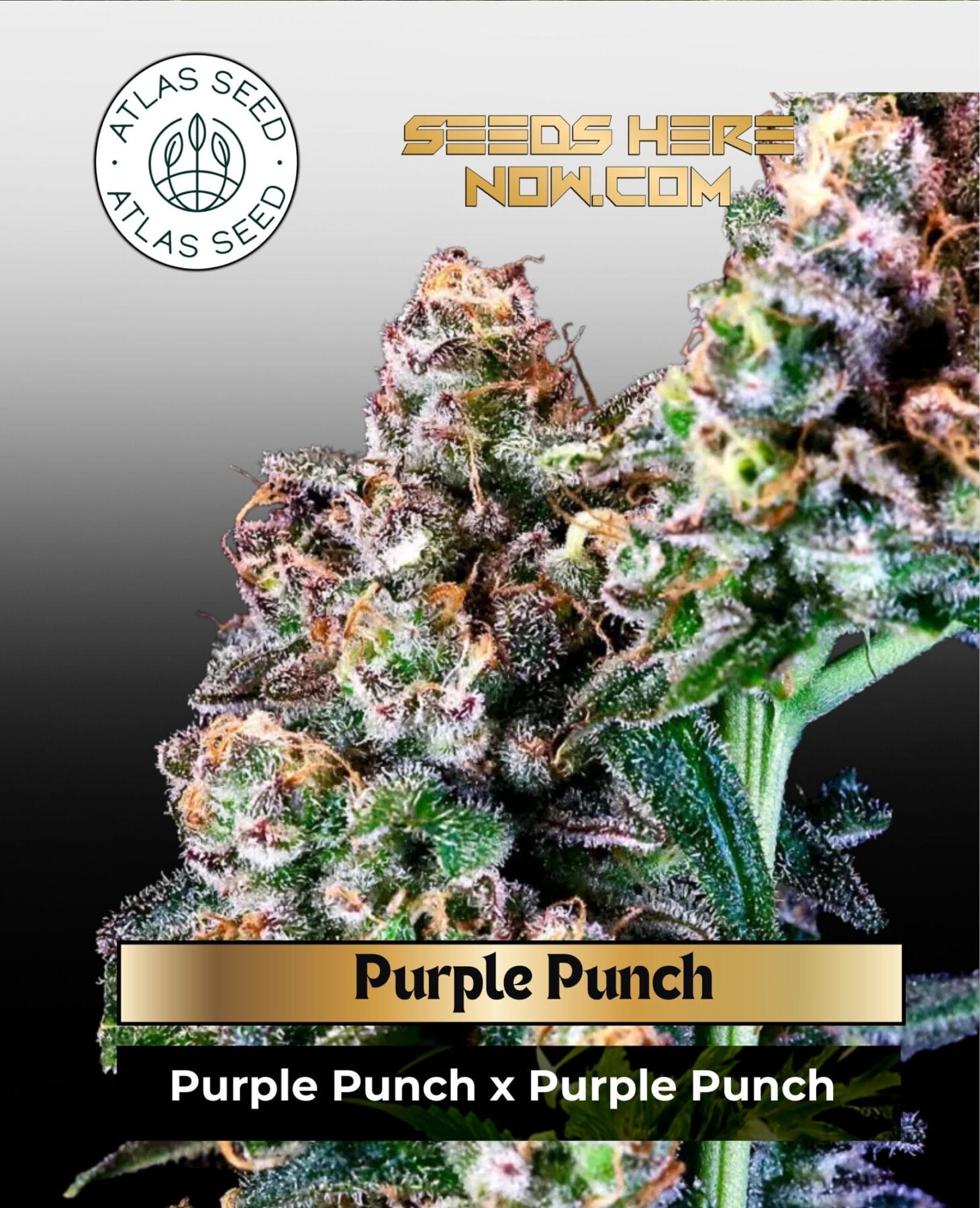 Purple Punch Feminized Seeds - Atlas Seed