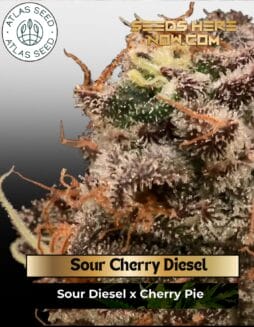 Sour Cherry Diesel Feminized Seeds (space) Atlas Seed