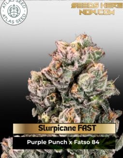 Slurpicane FAST Feminized Seeds (space) Atlas Seed