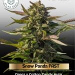 Snow Panda FAST (Feminized) - Atlas Seed