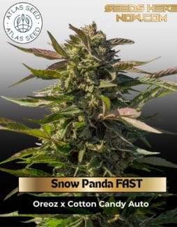 Snow Panda FAST Feminized Seeds (space) Atlas Seed