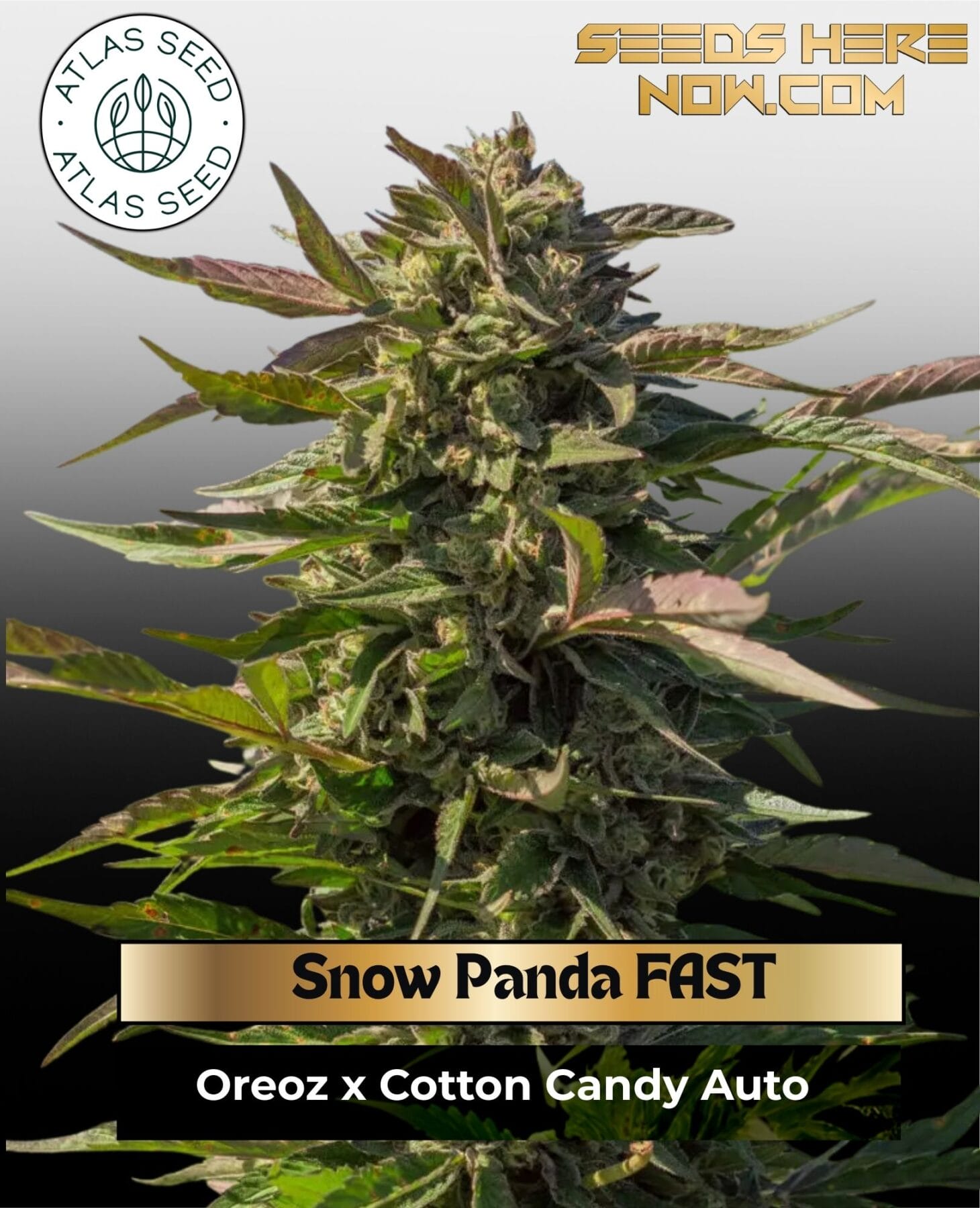 Snow Panda FAST Feminized Seeds - Atlas Seed