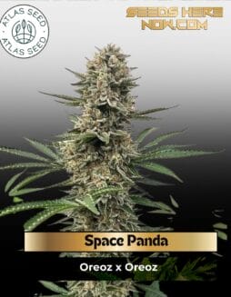 Space Panda Feminized Seeds (space) Atlas Seed