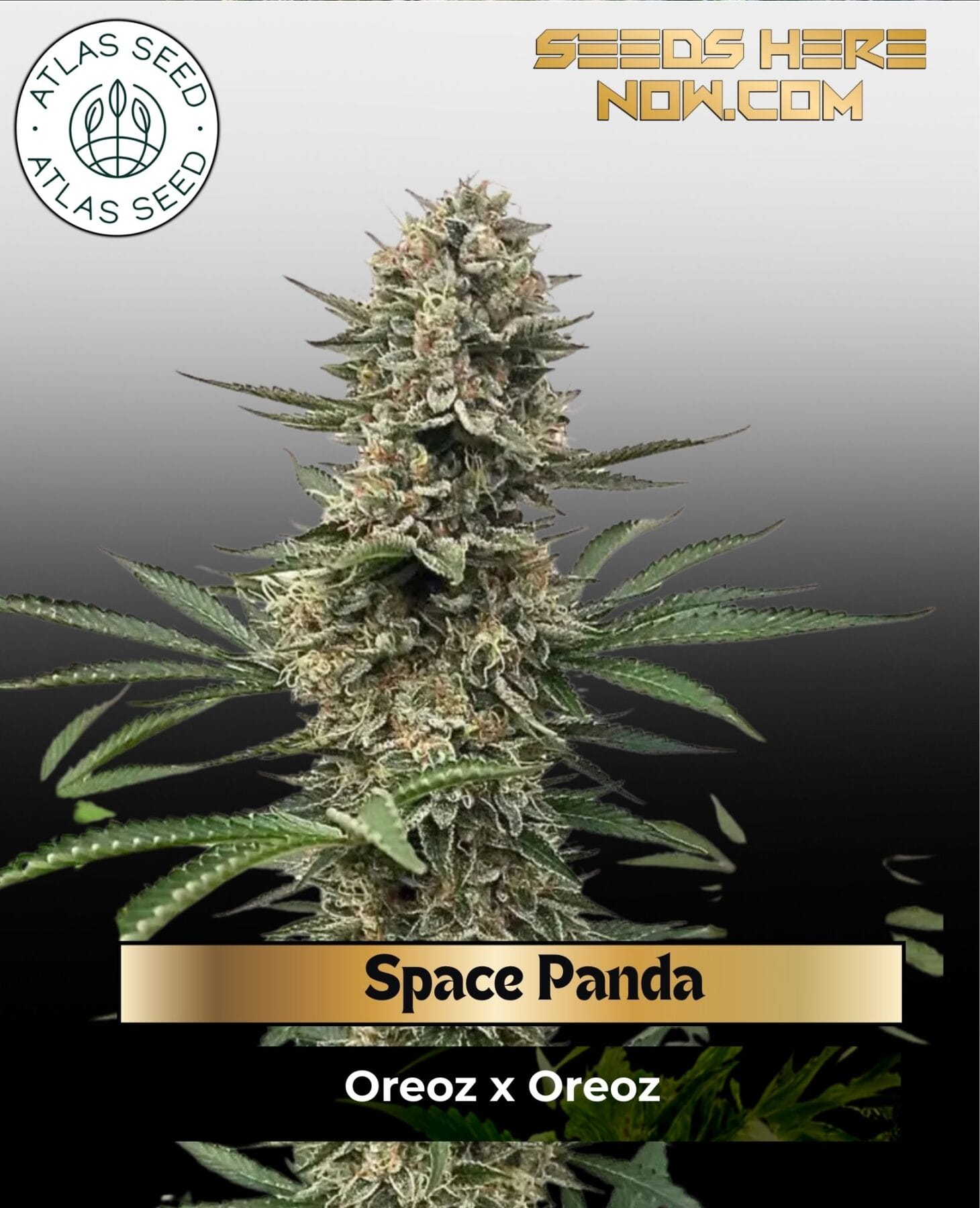 Space Panda Feminized Seeds - Atlas Seed