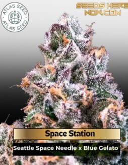 Space Station Feminized Seeds (space) Atlas Seed