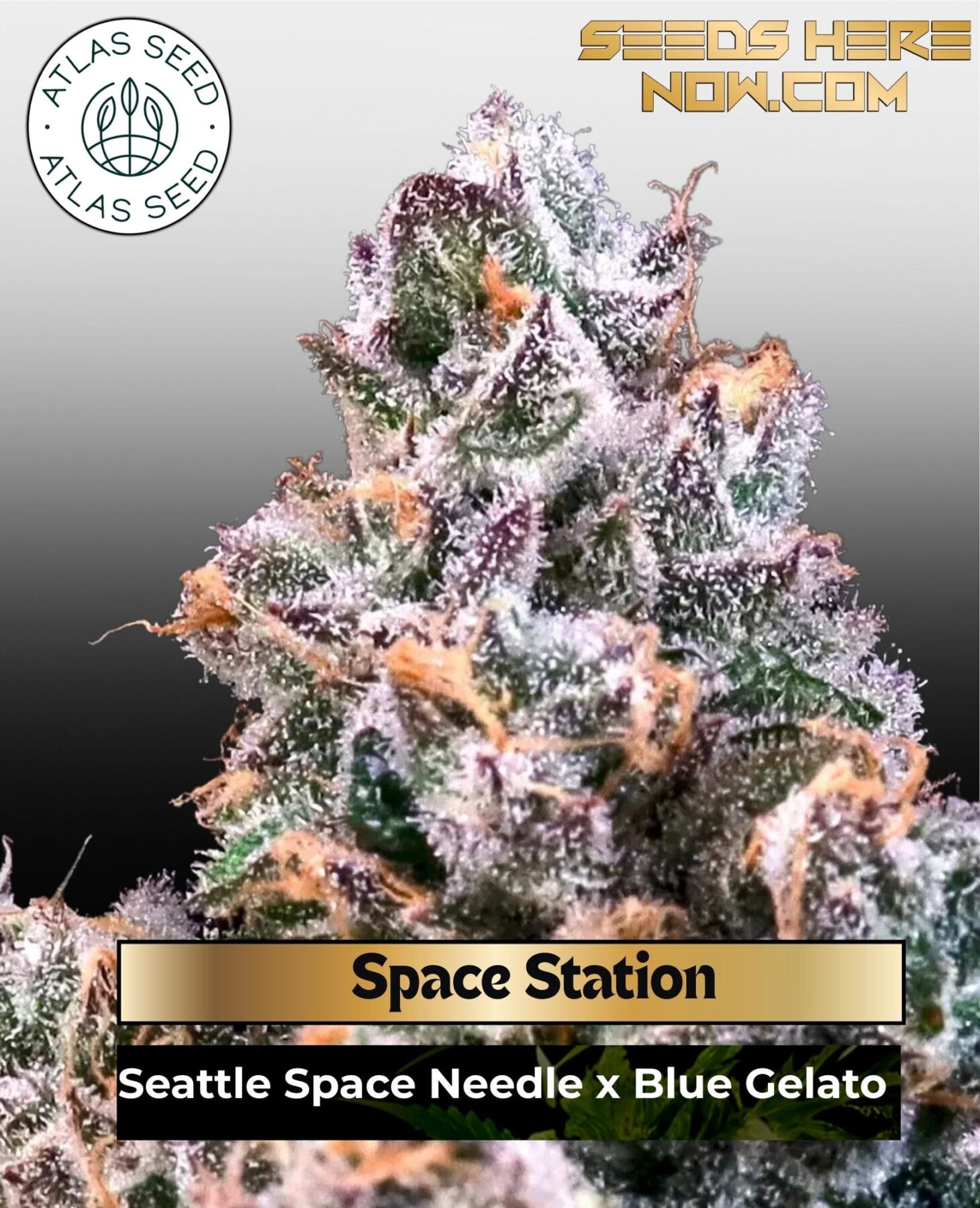 Space Station Feminized Seeds - Atlas Seed