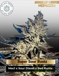 Super Sour Runtz Feminized Seeds (space) Atlas Seed