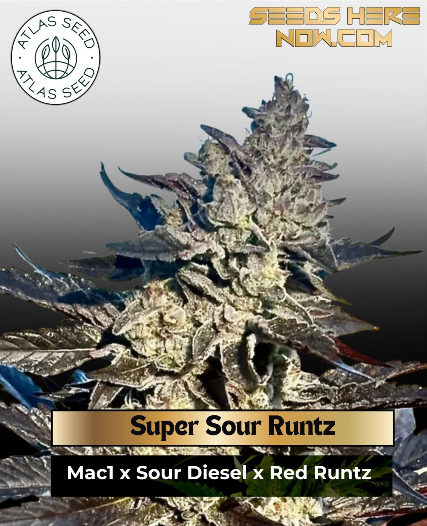 Super Sour Runtz Feminized Seeds - Atlas Seed