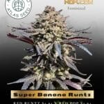 Super Banana Runtz (Feminized) - Atlas Seed