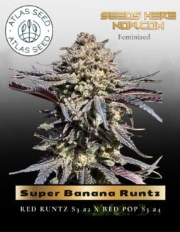 Super Banana Runtz Feminized Seeds (space) Atlas Seed