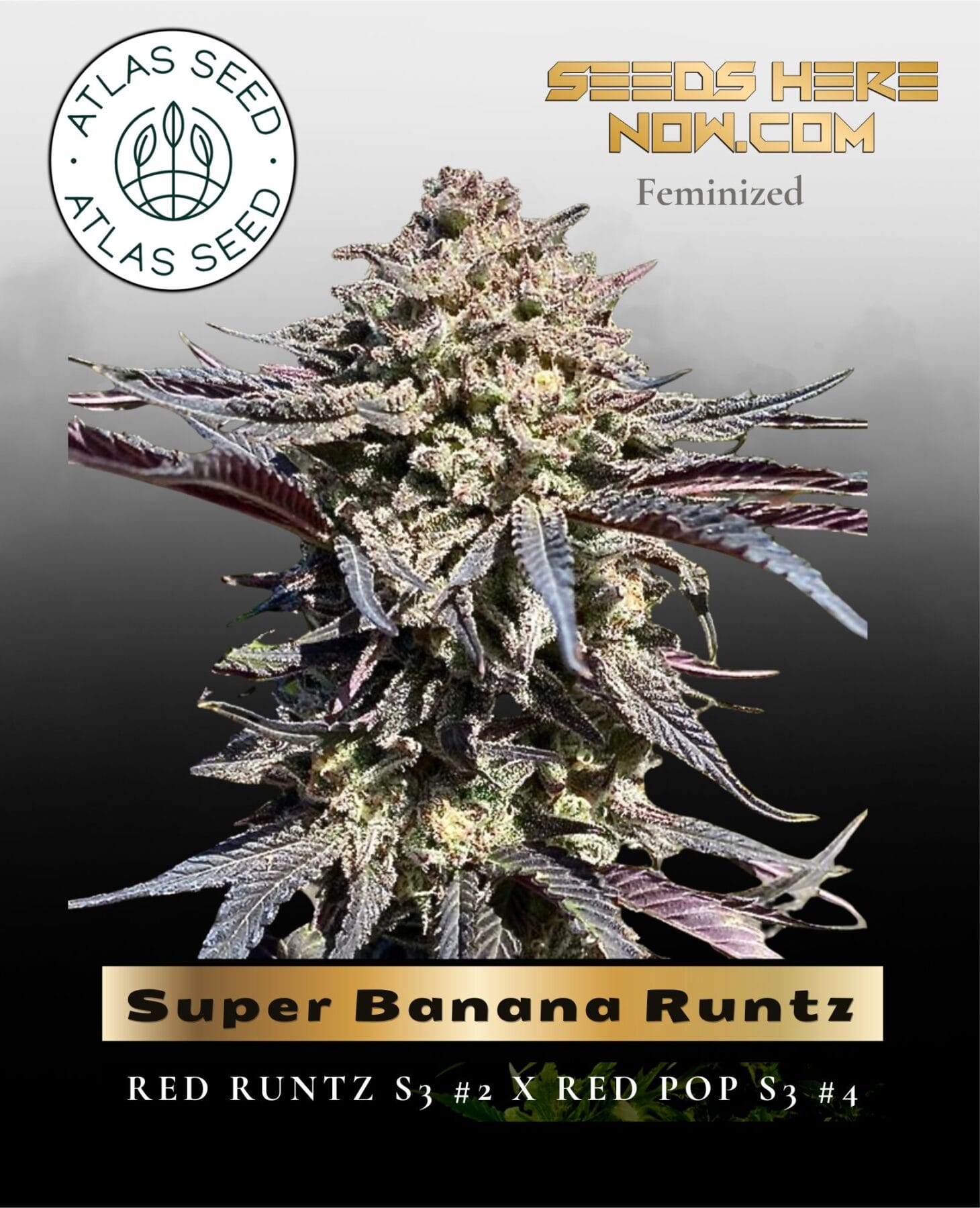 Super Banana Runtz Feminized Seeds - Atlas Seed