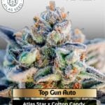 Top Gun Auto (Feminized) - Atlas Seed