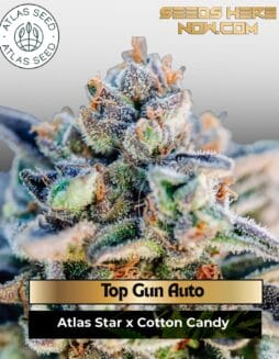 Top Gun Auto Feminized Seeds (space) Atlas Seed