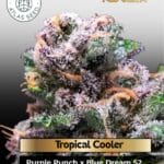 Tropical Cooler (Feminized) - Atlas Seed