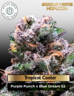 Tropical Cooler Feminized Seeds (space) Atlas Seed