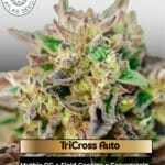 TriCross Auto (Feminized) - Atlas Seed