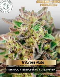 TriCross Auto Feminized Seeds (space) Atlas Seed