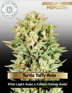 Turtle Taffy Auto Feminized Seeds (space) Atlas Seed