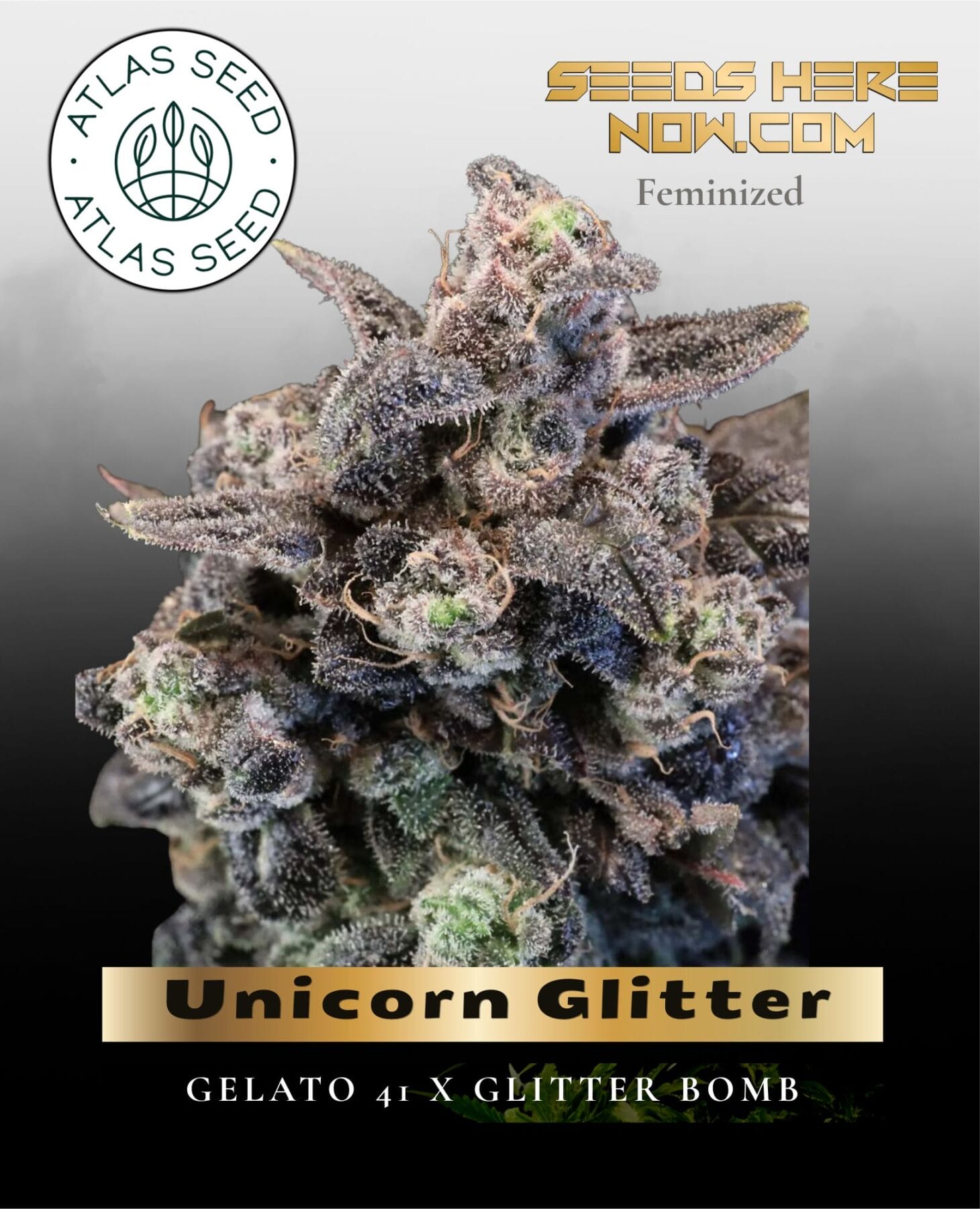 Unicorn Glitter Feminized Seeds - Atlas Seed