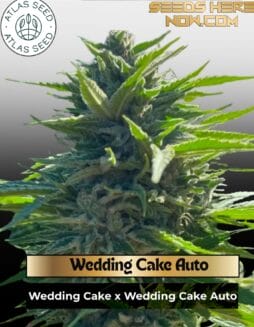 Wedding Cake Auto Feminized Seeds (space) Atlas Seed