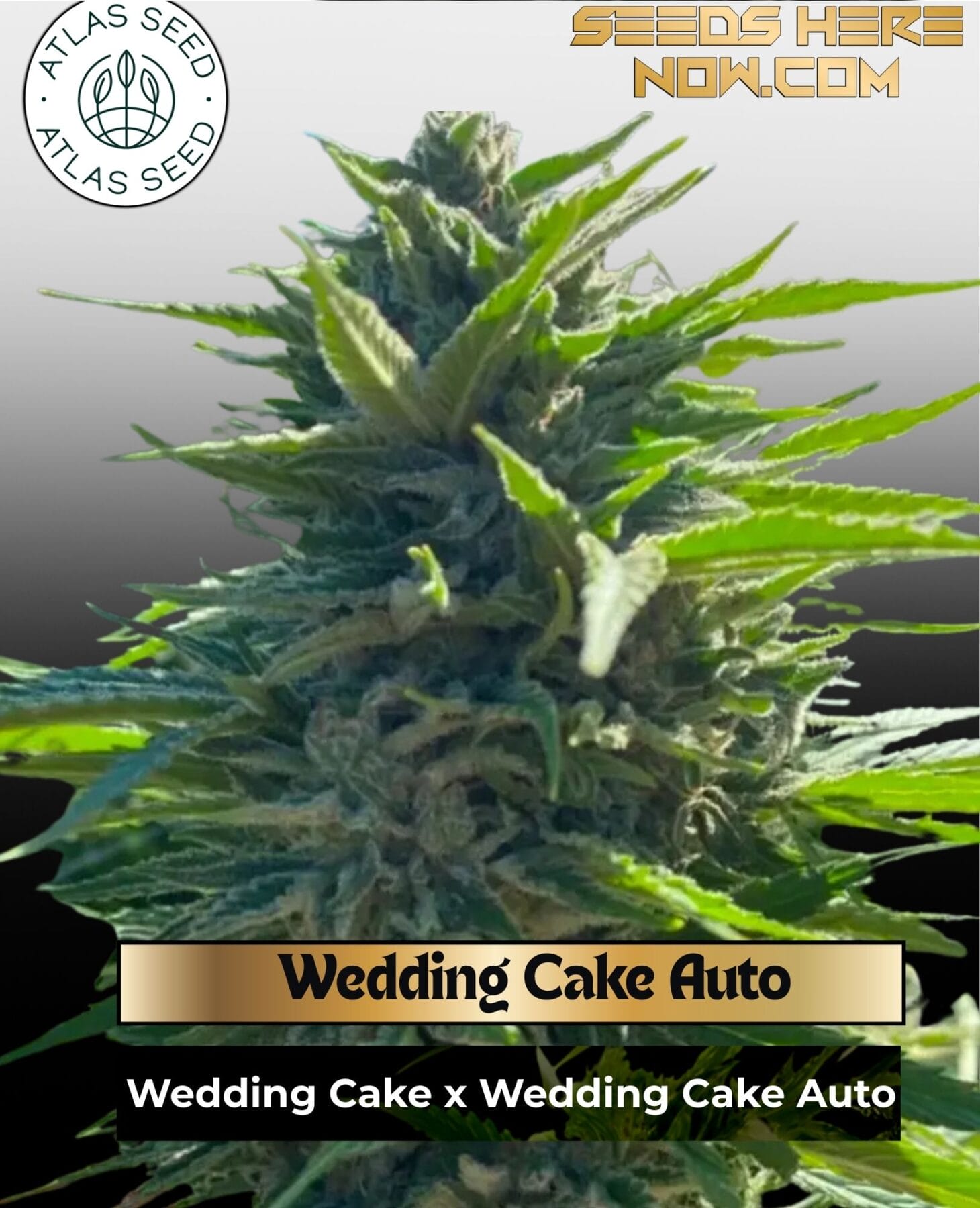 Wedding Cake Auto Feminized Seeds - Atlas Seed