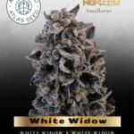 White Widow Auto (Feminized) - Atlas Seed