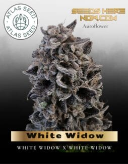White Widow Auto Feminized Seeds (space) Atlas Seed