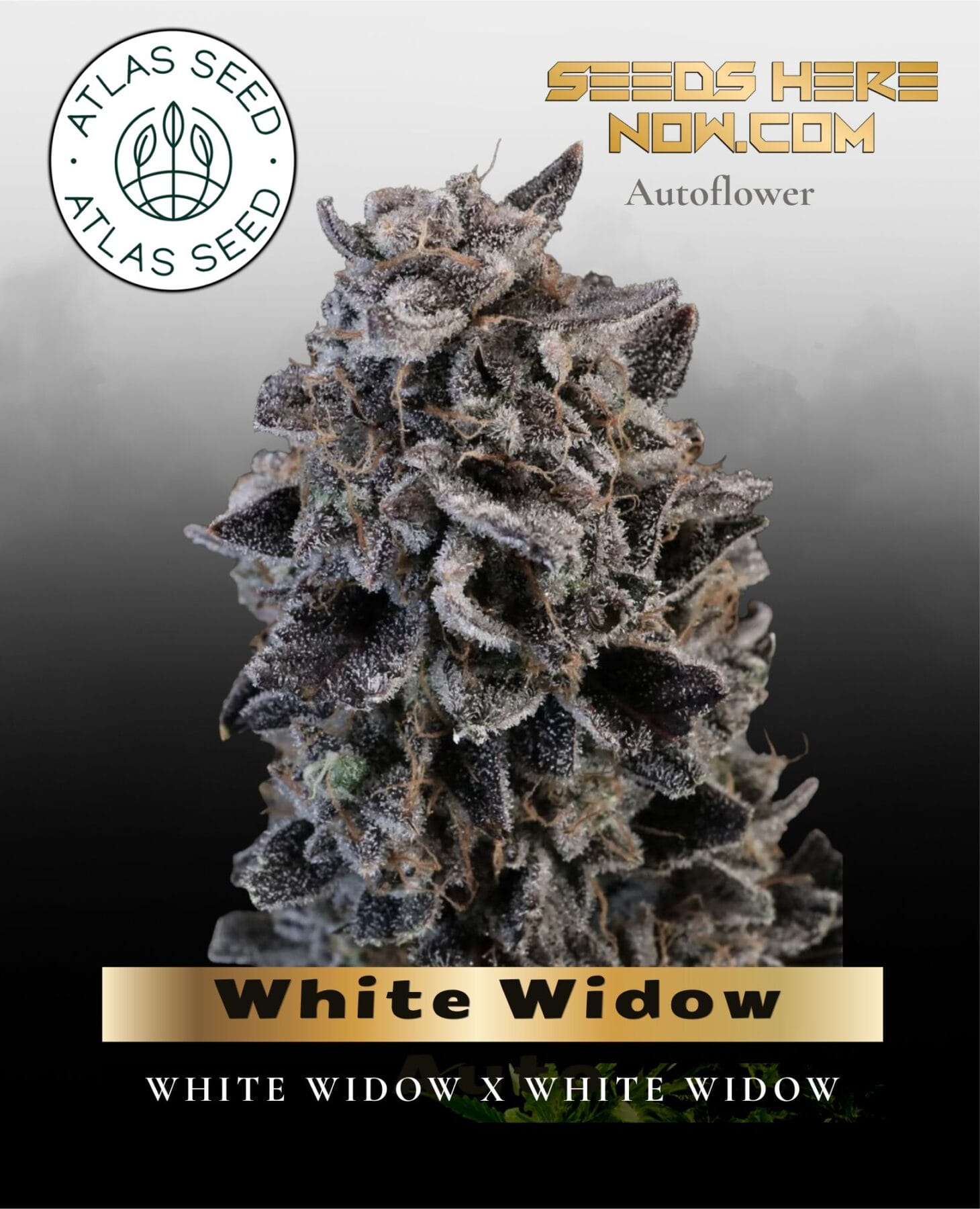 White Widow Auto Feminized Seeds - Atlas Seed