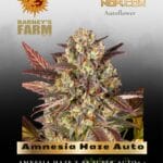 Amnesia Haze Auto (Feminized) - Barney's Farm