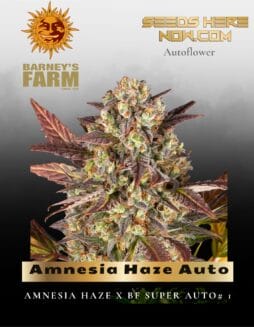 Amnesia Haze Auto (Feminized) (space) Barney's Farm