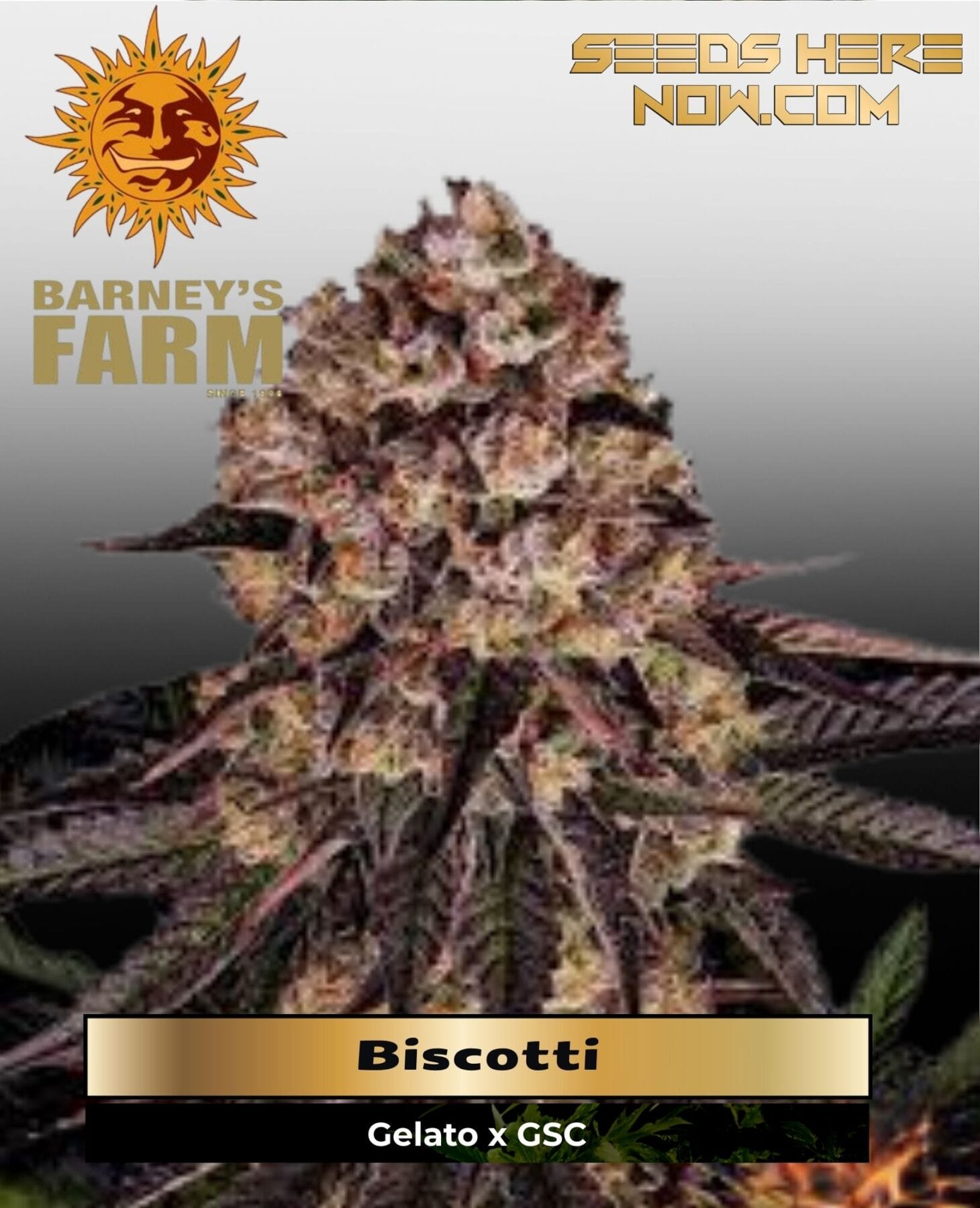 Biscotti (Feminized) - Barney's Farm