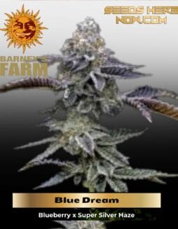 Blue Dream Feminized Seeds (space) Barney's Farm