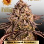 Blue Sunset Sherbert (Feminized) - Barney's Farm