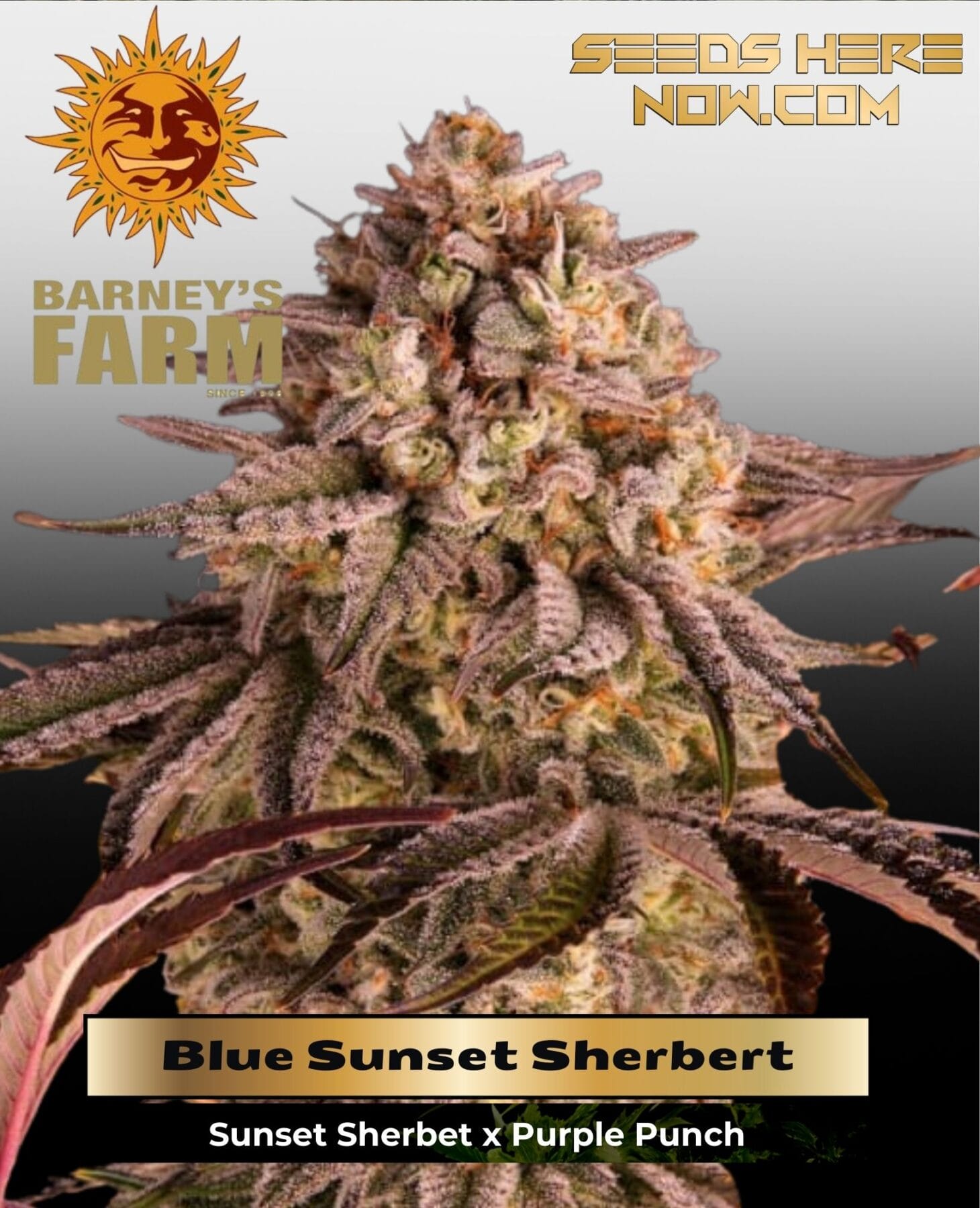Blue Sunset Sherbert (Feminized) - Barney's Farm