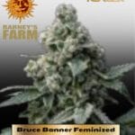 Bruce Banner Feminized Seeds - Barney's Farm