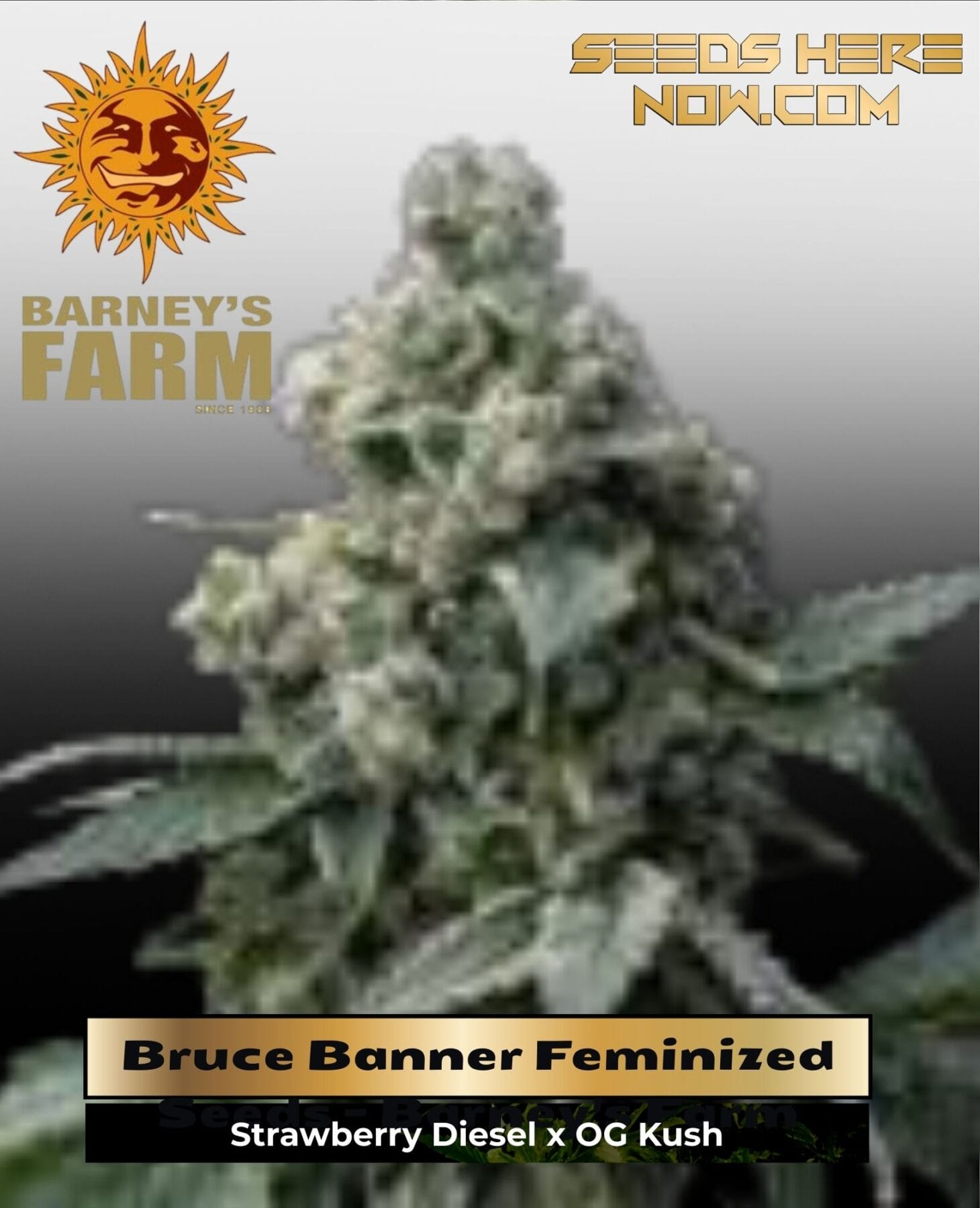 Bruce Banner Feminized Seeds - Barney's Farm