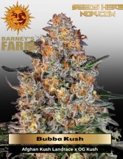 Bubba Kush (Feminized) (space) Barney's Farm
