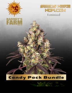 Candy Pack Bundle Feminized Seeds (space) Barney's Farm