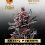 Cherry Poppers feminized seeds - Barney's Farm