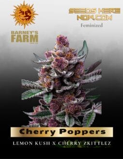Cherry Poppers feminized seeds (space) Barney's Farm