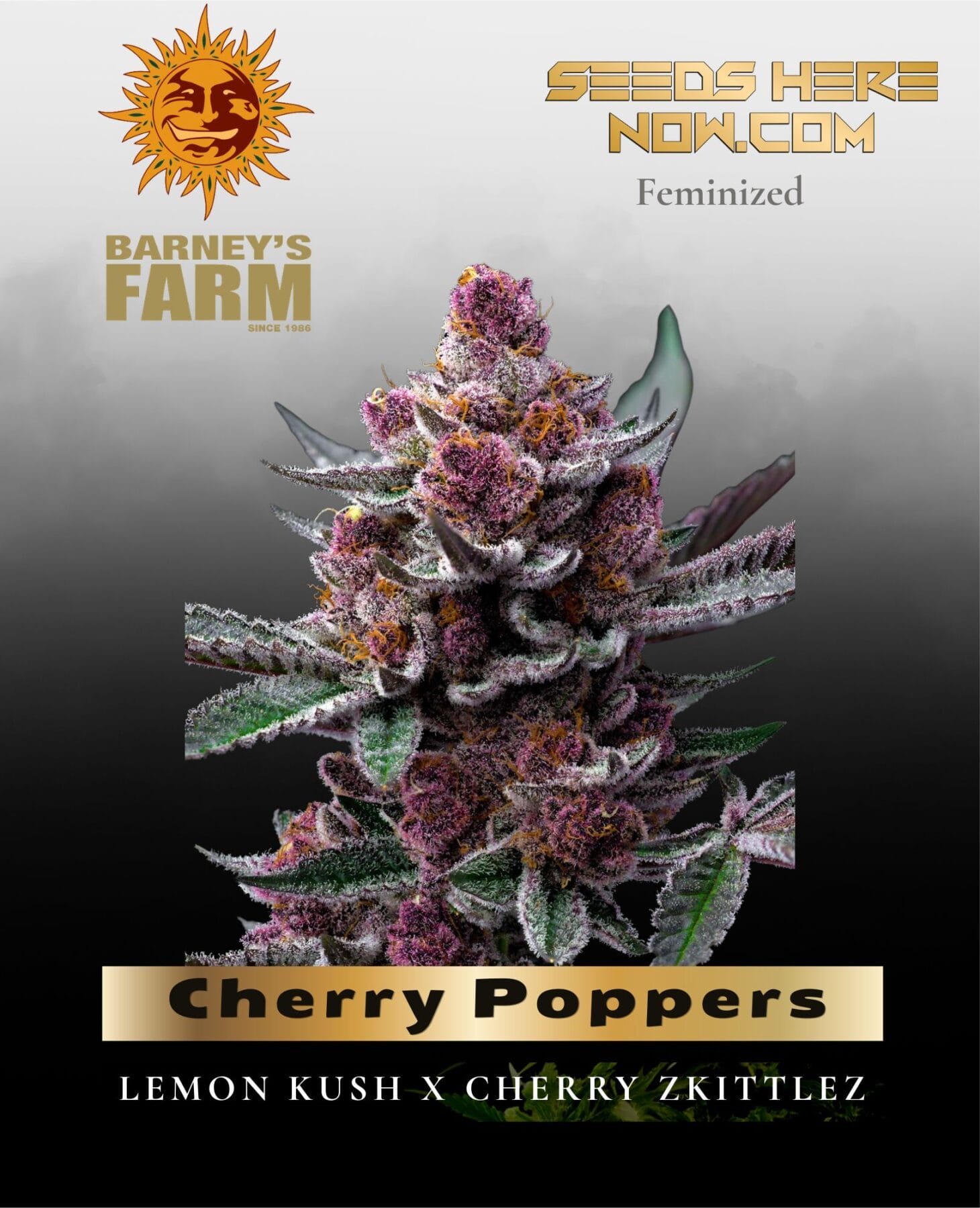 Cherry Poppers feminized seeds - Barney's Farm